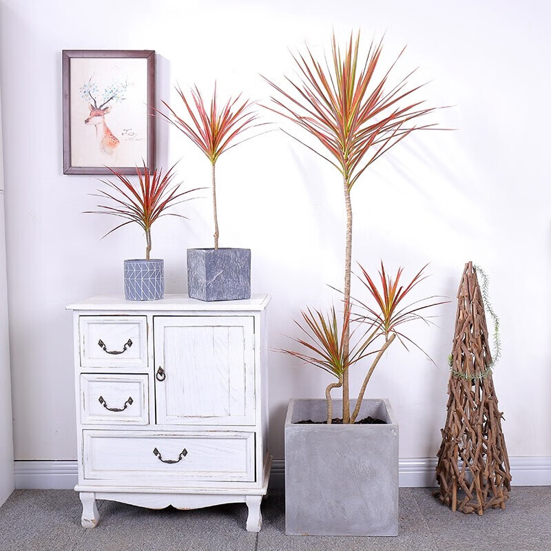 鑫干和(xinganhe)千年木盆栽大苗五彩千年木三色龙血树红竹马尾铁观叶