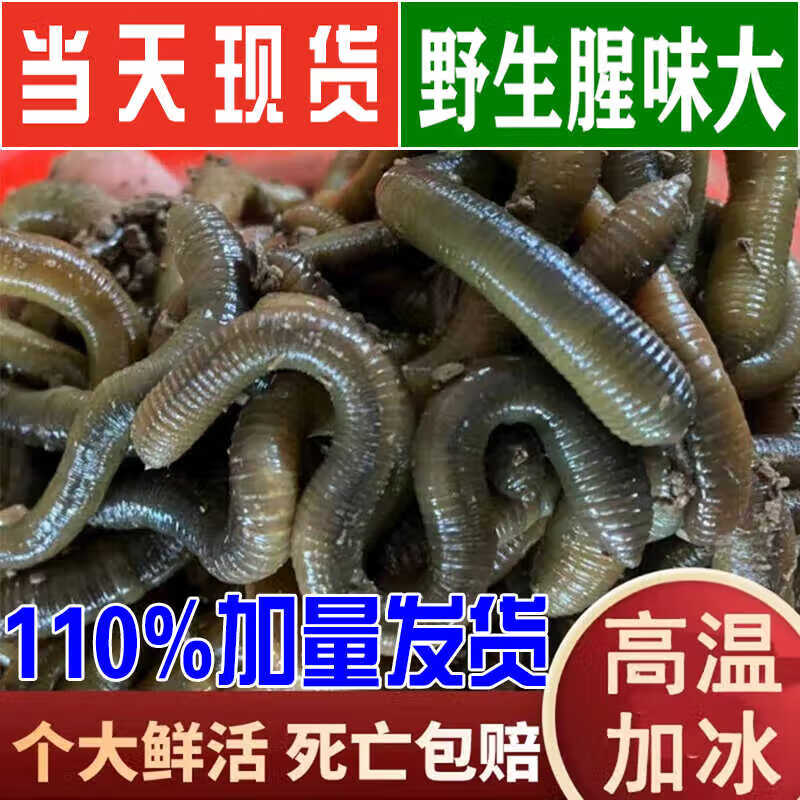 黑蚯蚓钓鱼钓黄鳝蚯蚓活体垂钓湖北土蚯蚓地龙 通货一斤(120条左右)