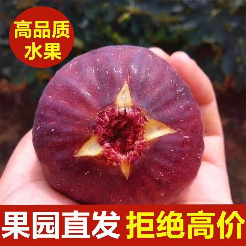 无花果鲜果5斤现摘大果红皮无花果特级鲜果五花果当季孕妇果整箱3 1000g使用感如何?