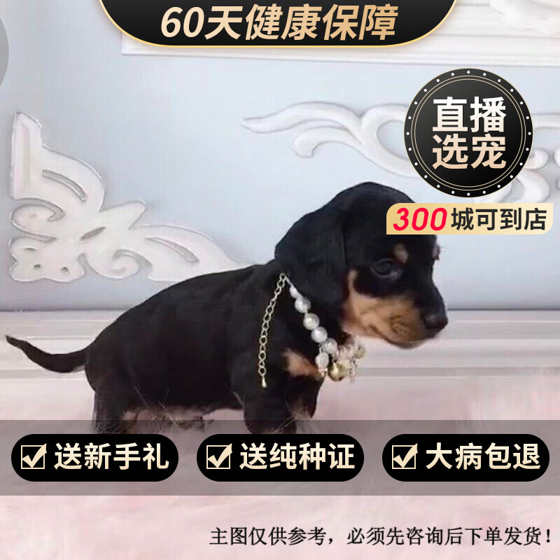 玄宠纯种宠物狗狗腊肠犬幼犬幼崽 宠物级 公