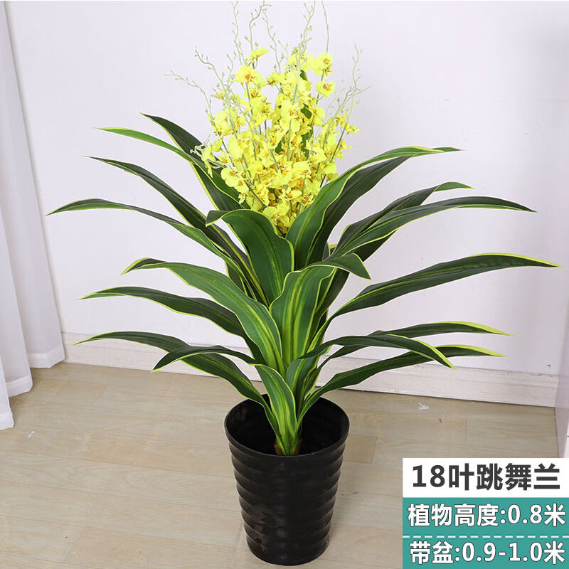 8米 18叶跳舞兰 盆 草