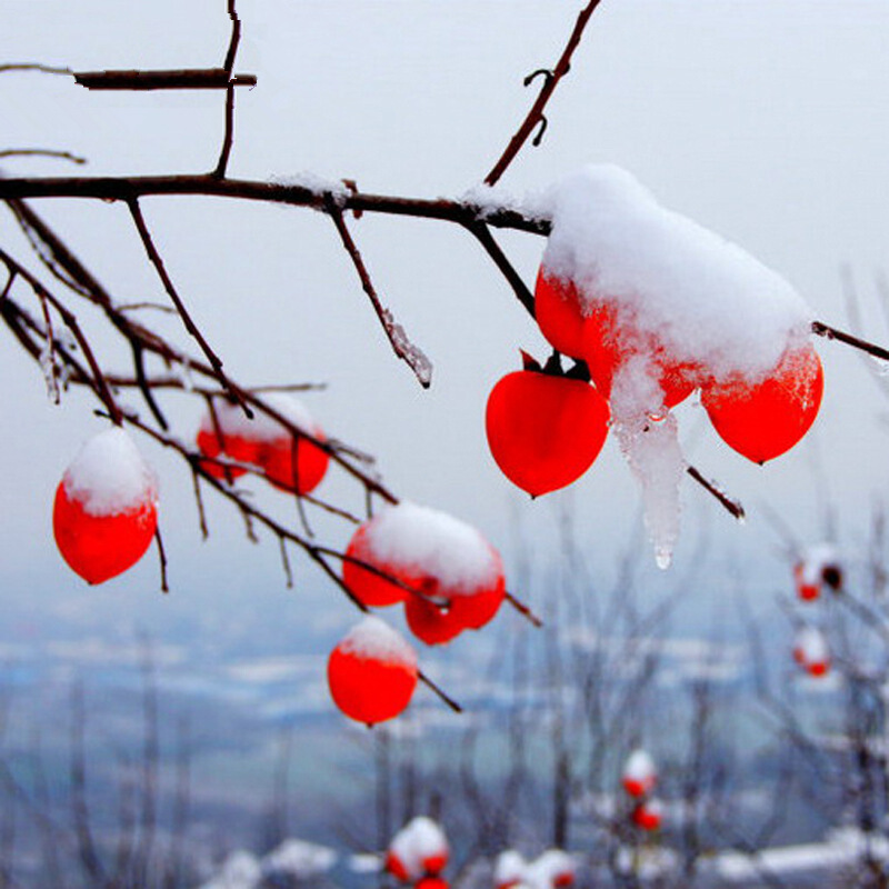 柿子苗树苗嫁接果树苗南北方种植地栽盆栽脆甜柿子树苗当年结果 雪