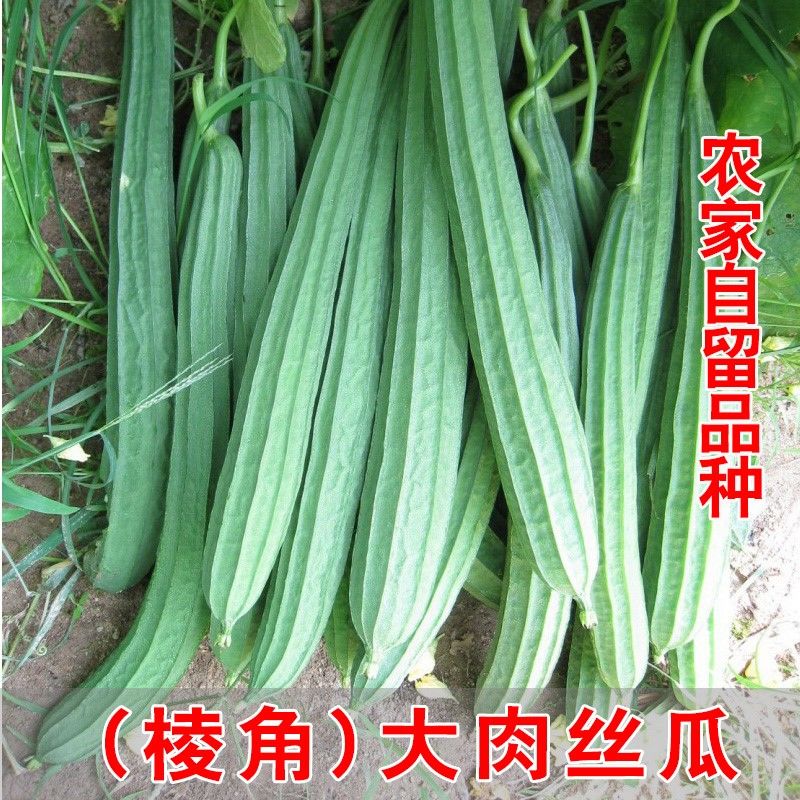 清韵伊人棱丝瓜种子爬藤菱角丝瓜八棱瓜丝瓜籽春天播蔬菜丝瓜种子大全