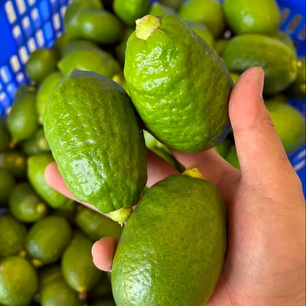 正宗广东香水柠檬爆香新鲜无籽精品一级果 3斤(净重一级果奶茶店口味)