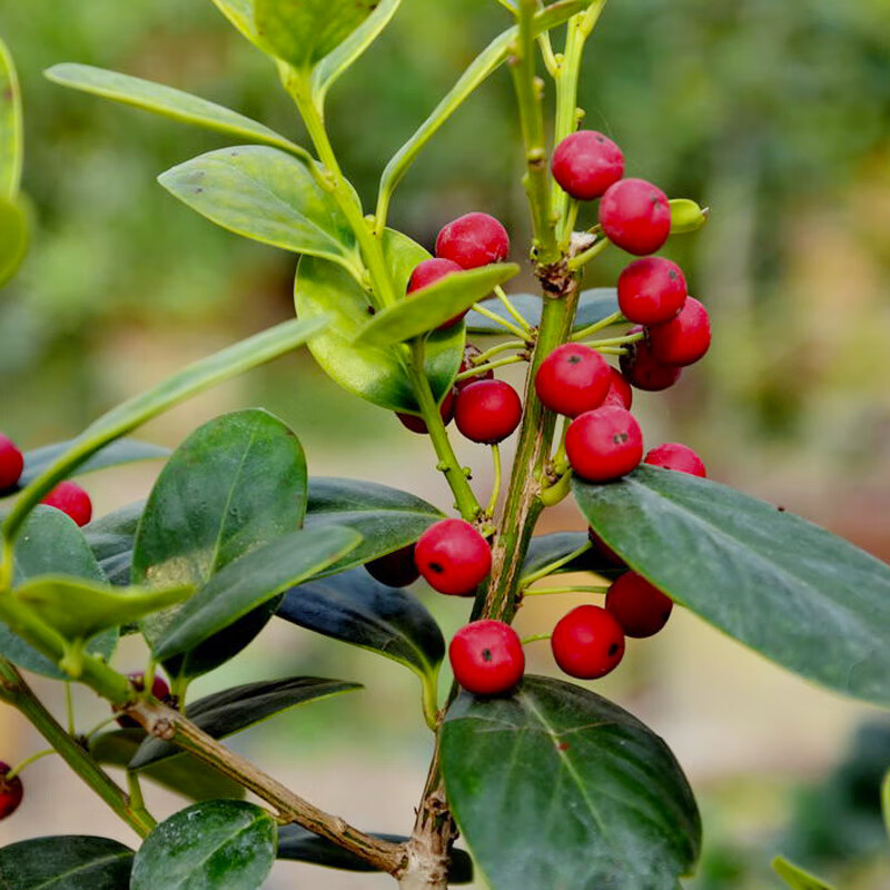 有刺构骨种子无刺枸骨种籽又名猫儿刺老虎刺常绿灌木或小乔木 枸骨树