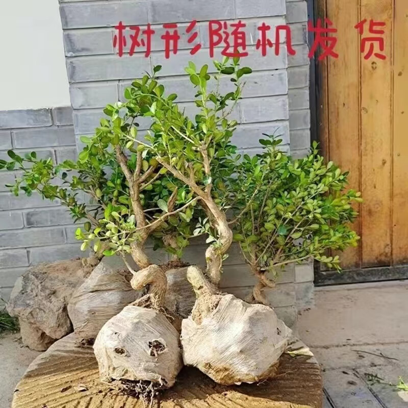瓜子黄杨盆景造型黄杨老桩实物矮霸造型黄杨盆景四季常青树桩素材 青树桩素材