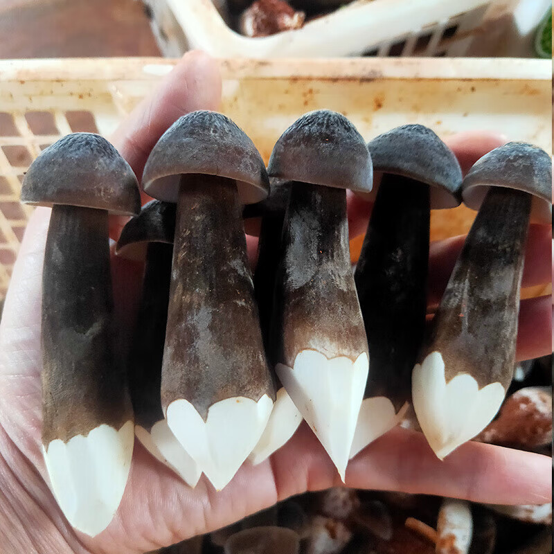 禾澹2斤装新鲜黑皮鸡枞菌非香菇现摘现发山珍菌菇长根蘑菇食用1kg 1级