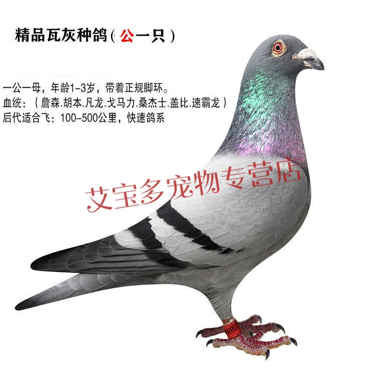 宝诺滋鸽子活 信鸽赛鸽成绩鸽血统鸽公棚鸽种鸽青年鸽子幼鸽一对 胡本