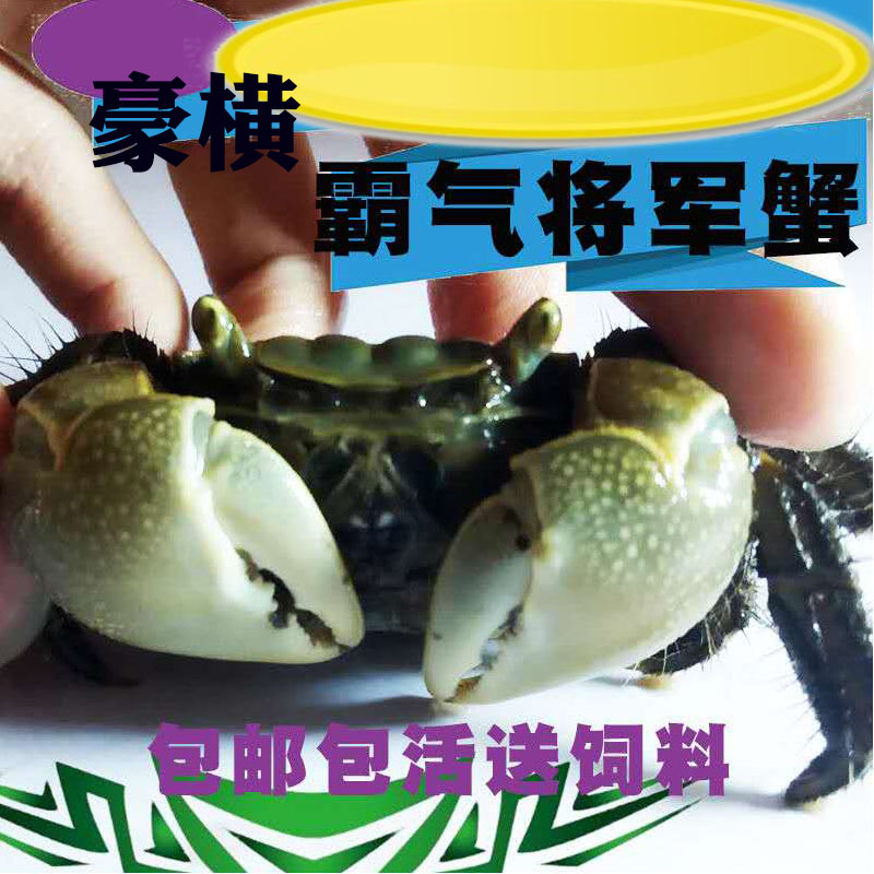 泽驭名宠 观赏淡水将军蟹相守蟹相手蟹 变异特大将军蟹三只包活两只