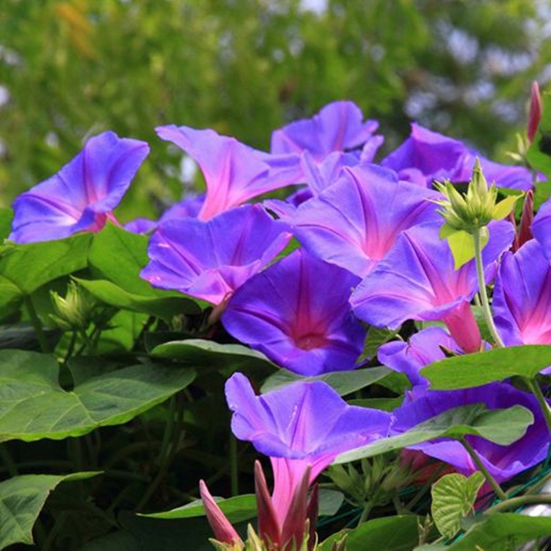 花草林木种子价格曲线查询|花草林木种子价格走势