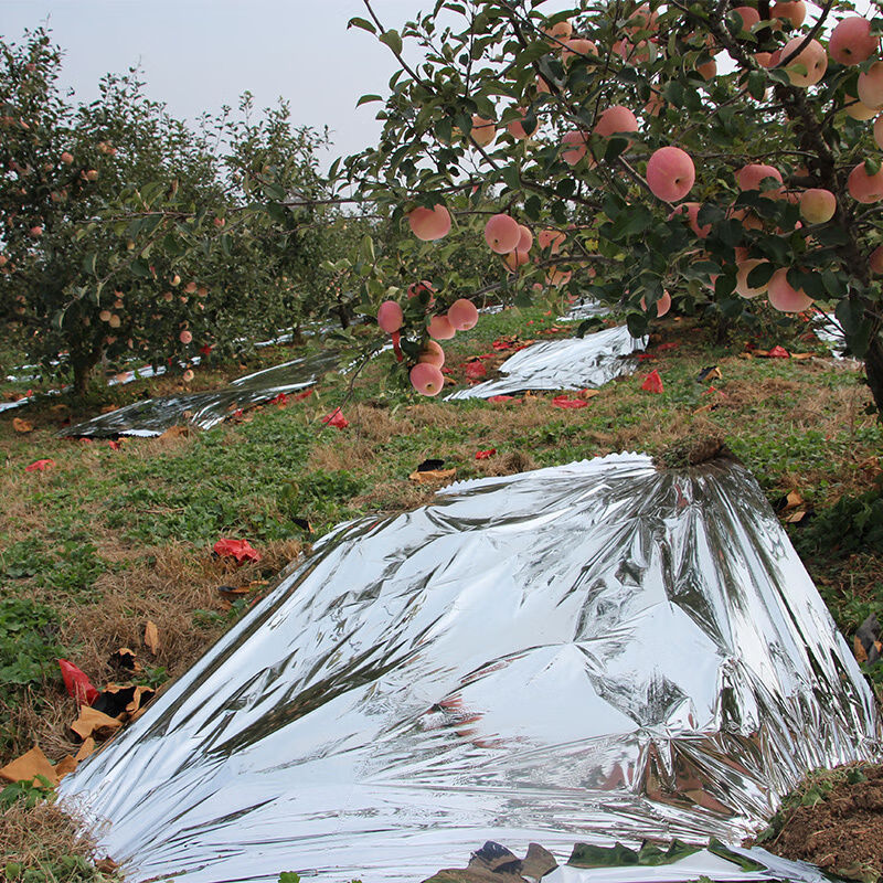 农用反光膜纸蔬菜大棚苹果石榴葡萄地上色增色果树果园补返光地膜 碧