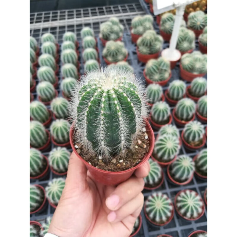 办公桌植物室外室内开花多肉绿植净化空气 单头仙人球英冠玉简易盆 带