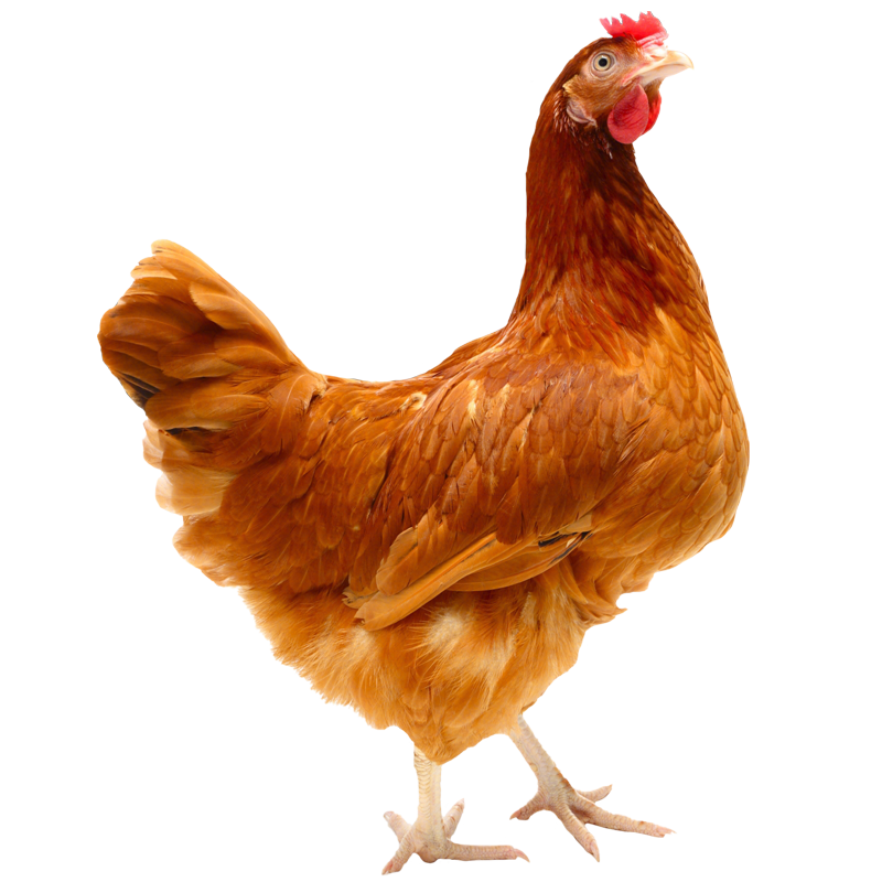 黄河畔农家散养土鸡三黄鸡走地鸡笨鸡价格趋势及评测分享