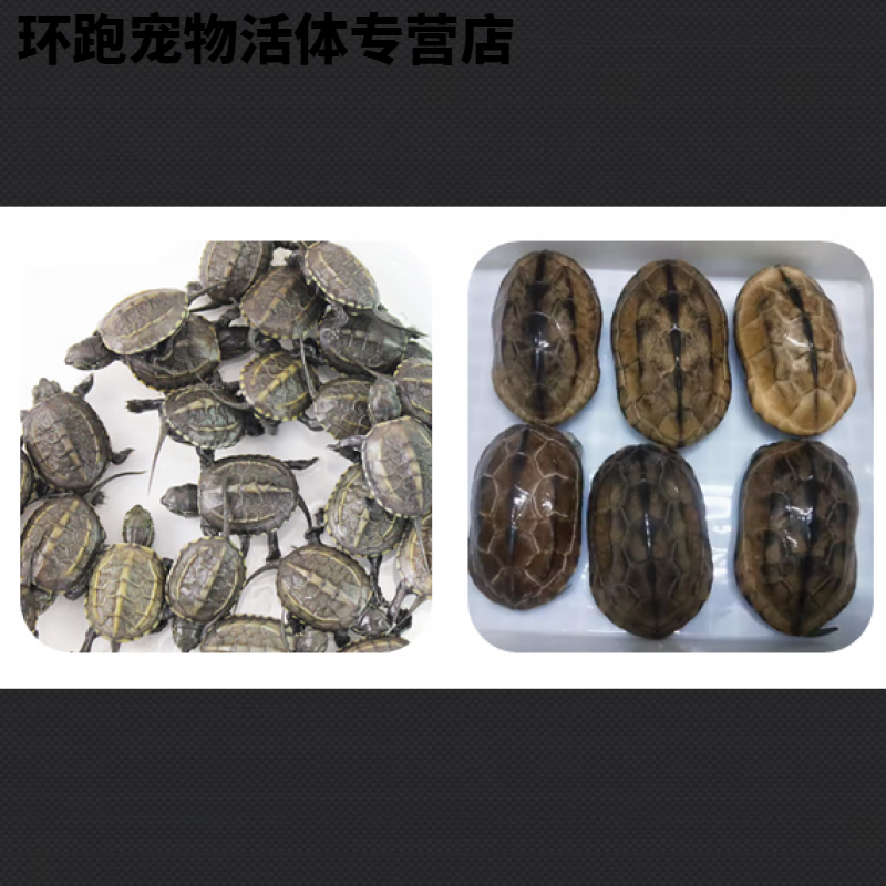 纯种外塘中华草龟活物乌龟苏北金线龟苗墨龟宠物观赏龟陆地网红龟 全