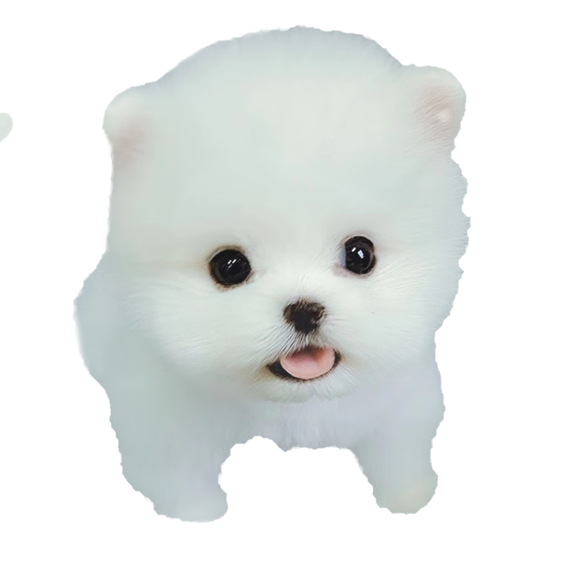 蒂瑞科纯种博美犬宠物狗狗活体幼崽博美幼犬纯种俊介犬狗仔活物小奶狗 血统级