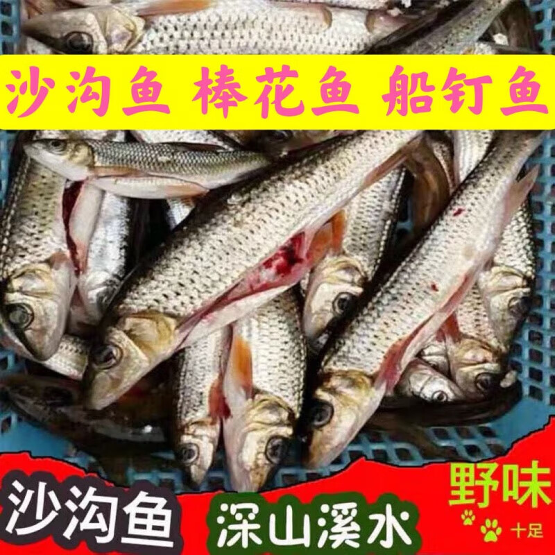 够印花骨鱼季花鱼土凤鱼小河鱼棒花鱼沙沟鱼船钉鱼棍子鱼石斑鱼 1000g