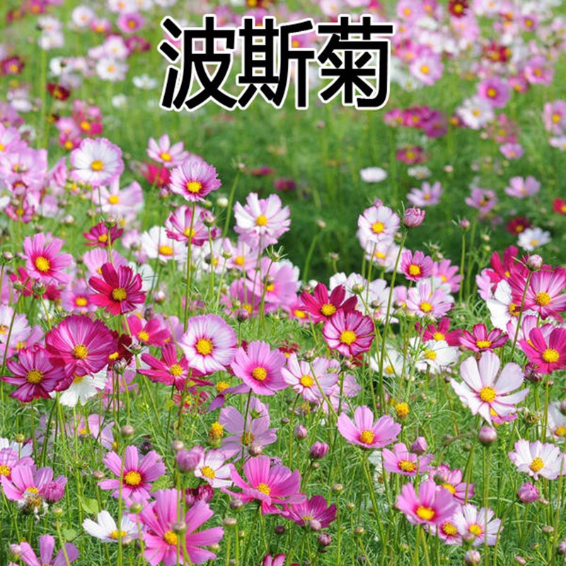 怎么查看花草林木类的历史价格|花草林木类价格走势图