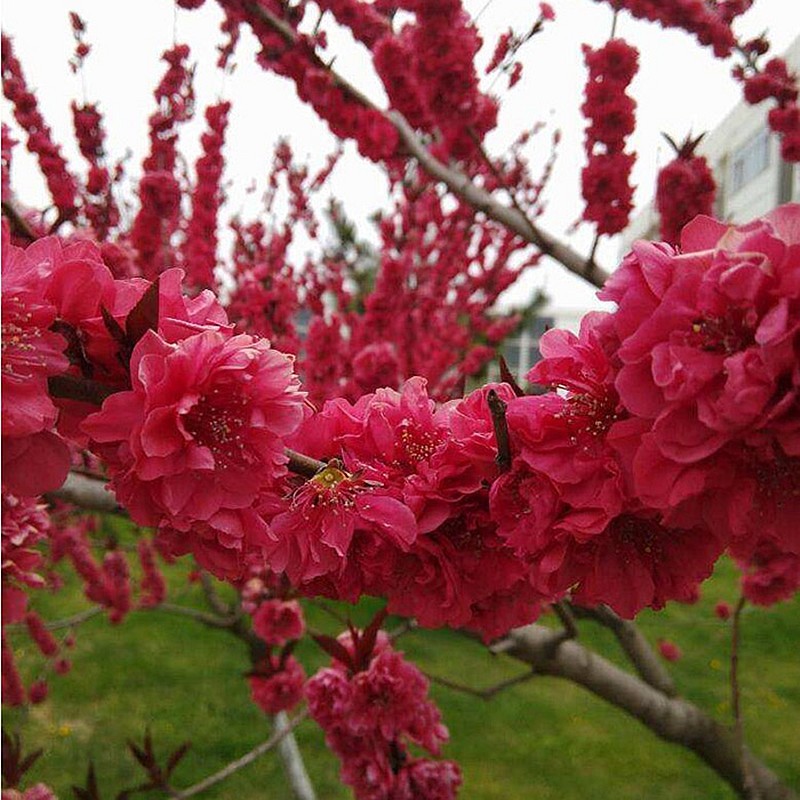 滨淇红叶碧桃树庭院观赏桃花紫叶桃树绿化苗 红叶碧桃地茎6cm1棵