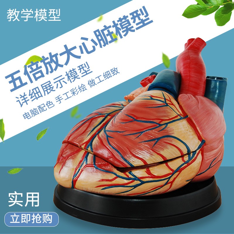 1:1人体心脏解剖模型b超彩超心脏模型 医学自然大心脏教学医学教学