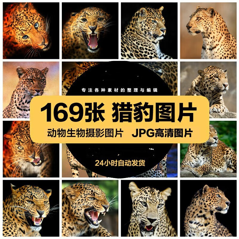 高清动物生物jpg图片豹子猎豹金钱豹美工设计喷绘打印素材 标准