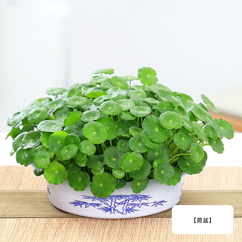 物鲜仙子铜钱草盆栽水养水培植物办公室内花卉金钱草苗小绿植盆景好养