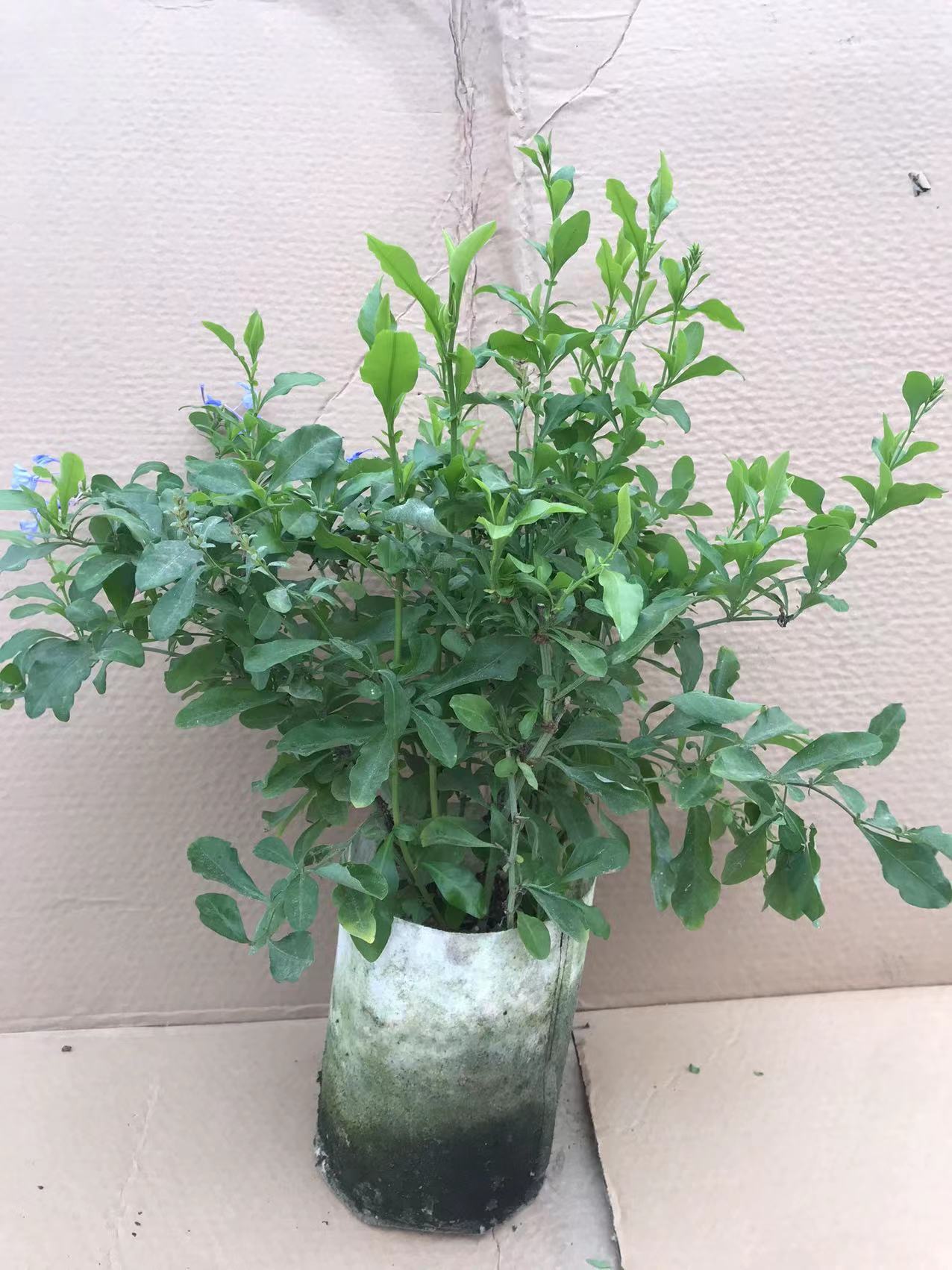 蓝雪花棒棒糖 老桩三年以上大苗爬藤拱门 独杆多杆 冠幅40厘米左右 .