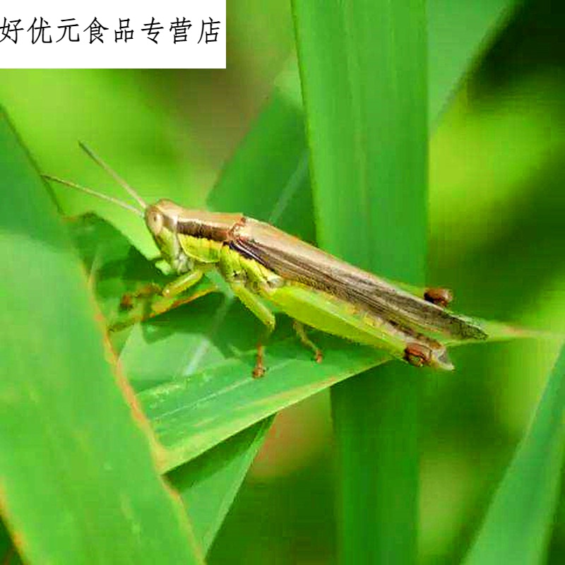 贝棋禾新鲜活体速冻中华小稻蝗 蝗虫 昆虫 蚱蜢 蚂蚱 小油蚂蚱500g