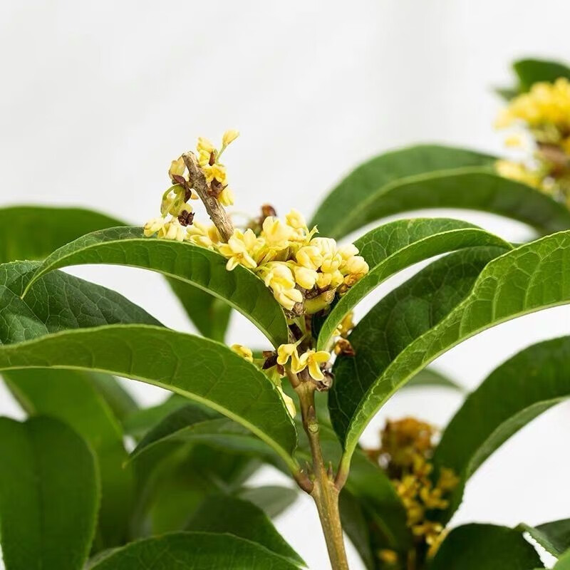 农民老史桂花树嫁接桂花树庭院绿植花卉盆栽地栽室内浓香型 八月桂 12