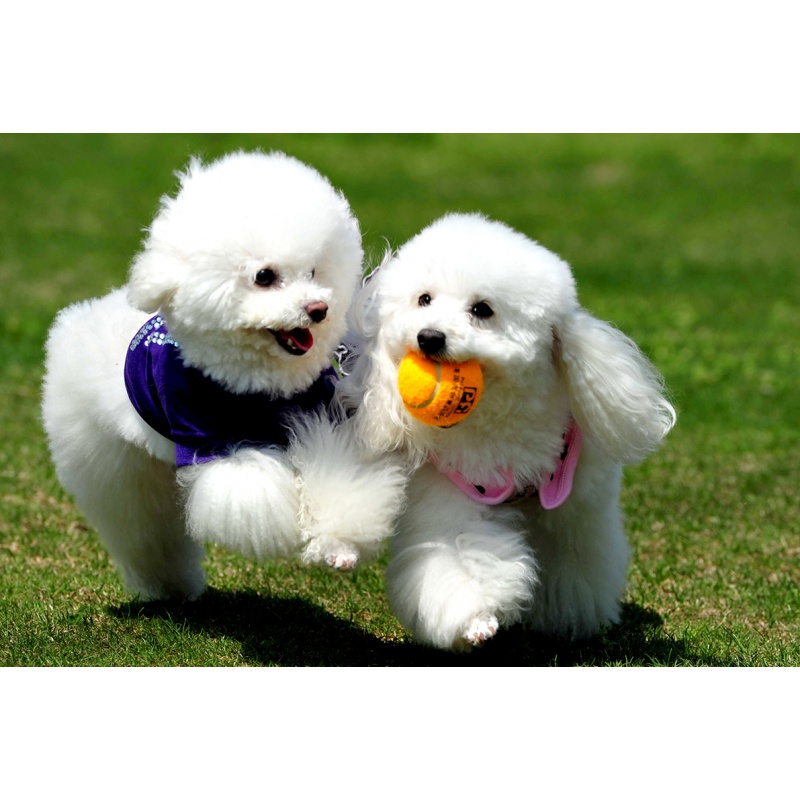 狼天影 宠物店金毛贵宾犬海报俊介泰迪墙贴画小狗狗动物写真图片墙上