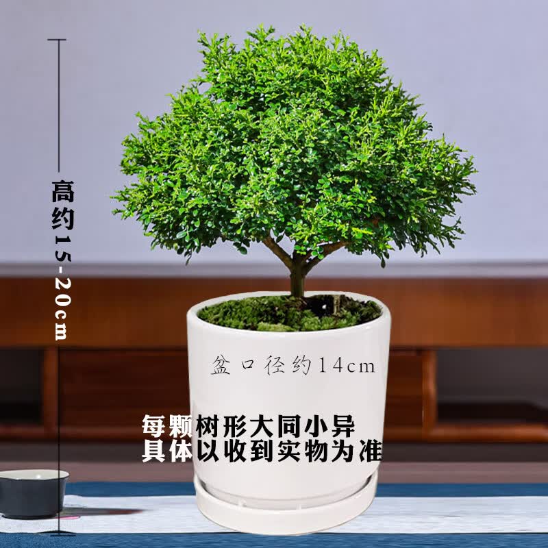 卉双九里香矮霸独杆老桩达摩小叶盆栽树苗四季开花大树矮化精品 达摩