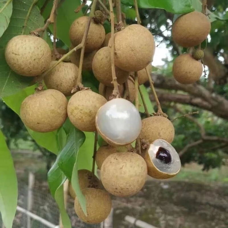 鹿唛高州新鲜龙眼新鲜石硖/储良当季水果现发鲜甜多汁整箱过节送礼