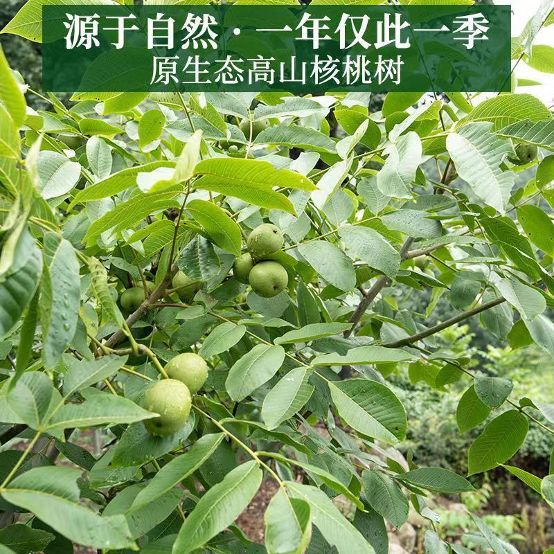 译蒙之味【顺丰】四川大凉山新鲜湿核桃去青皮核桃薄皮绿皮现摘生嫩山黑桃 净重5斤【核桃夹+网兜+彩箱】