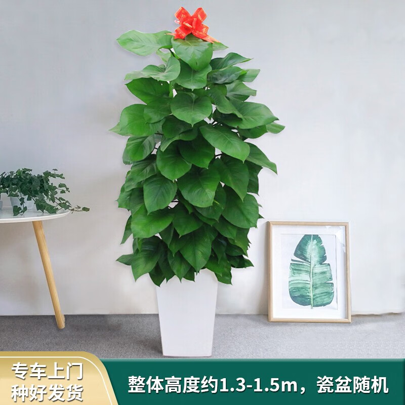 京东大型绿植史低查询|大型绿植价格走势