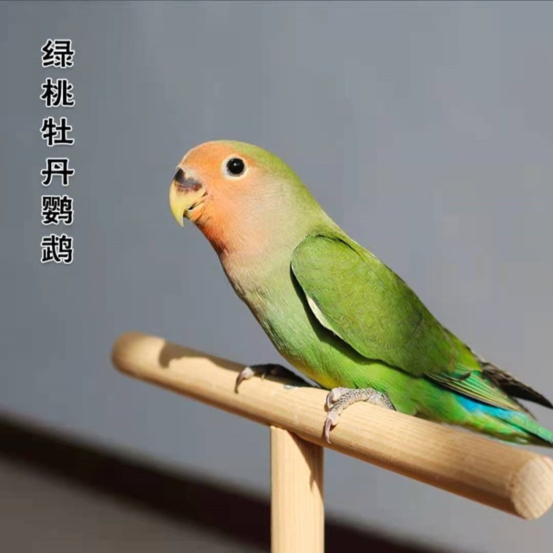 黄桃牡丹黄化玄凤小太阳活体家养和尚活体鸟鹦鹉鸟说话鸟活体豪蚨虎皮