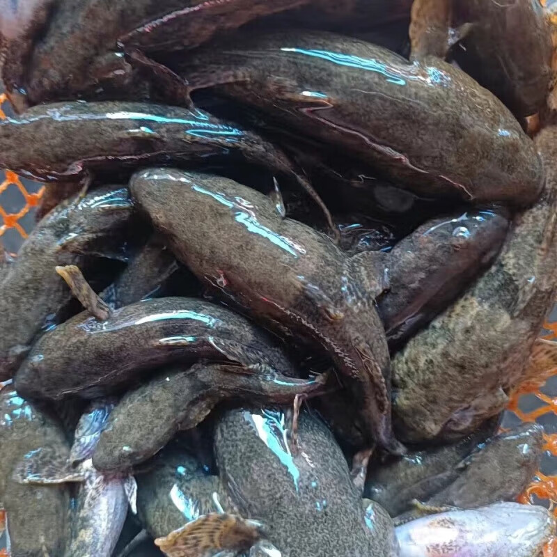 虎钢馋东北野生瞎嘎子鱼沙塘鳢 呆子鱼 四不象 鲜活速冻保鲜不保活 瞎