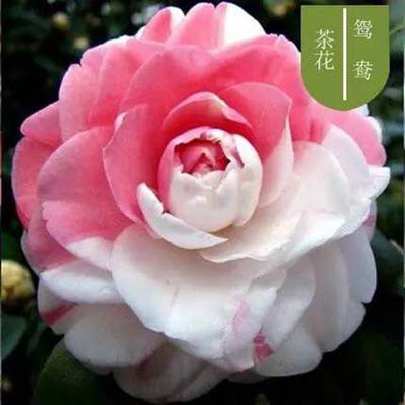 【现货现发】茶花盆栽茶花树苗香妃五色赤丹四季开花庭院耐寒易活浓香