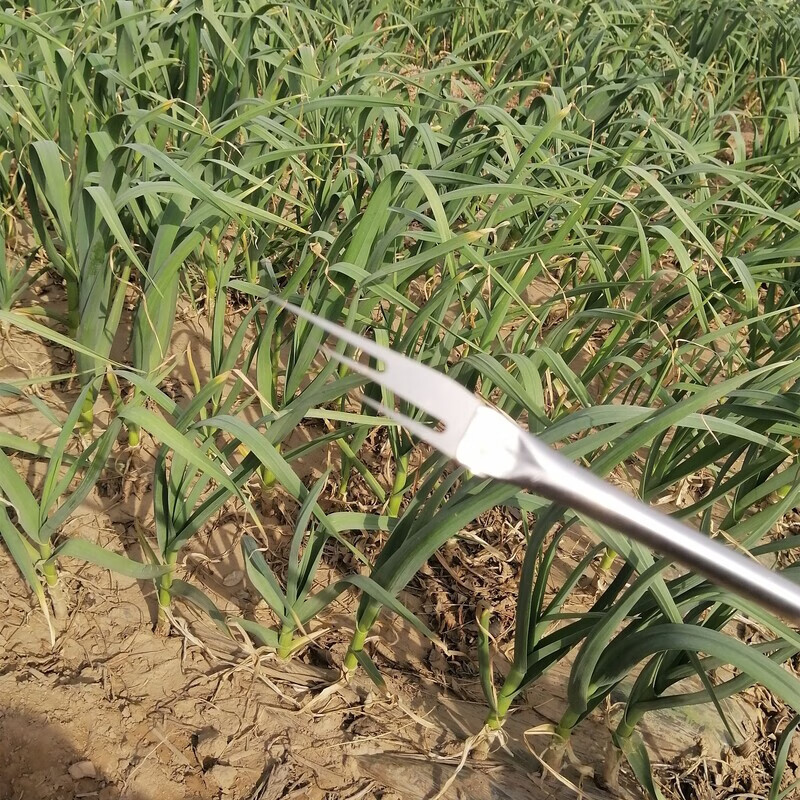 骞捷抽蒜苔神器新款划蒜苔工具农用收割蒜苔拔蒜苔家用剥蒜薹小刀 1把