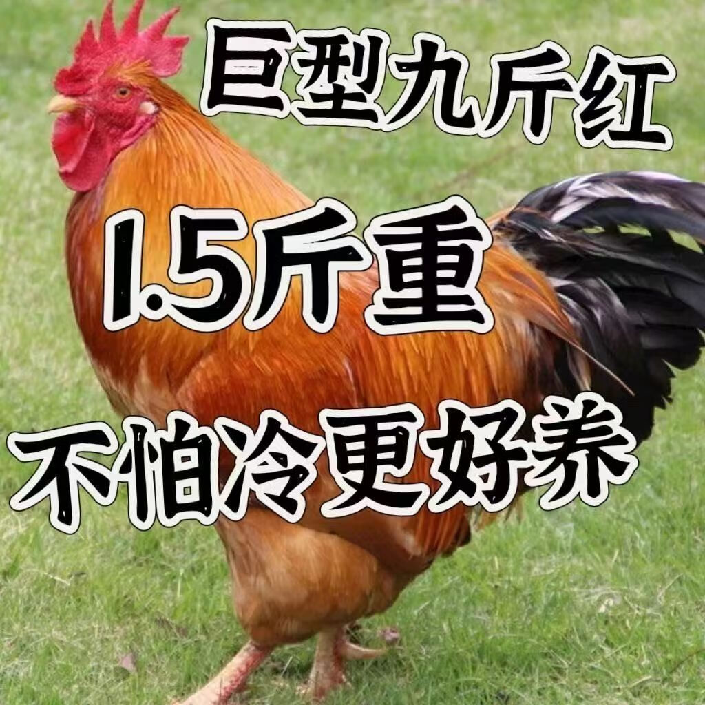 1.5斤大巨型公鸡苗公鸡活苗小鸡苗九斤红鸡活苗红玉小鸡苗红公鸡 1.