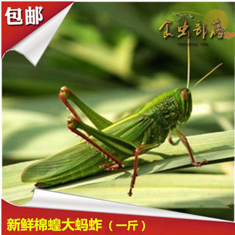 伟博新鲜大蚂蚱棉蝗蚱蜢活体速冻牛蚂蚱蝗虫蹬倒山绿色食用昆虫500克