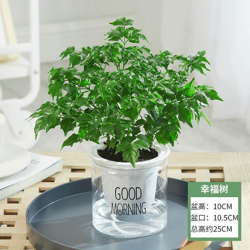 元井 幸福树盆栽客厅好养花卉绿植室内办公室大型绿宝四季常绿 水培款