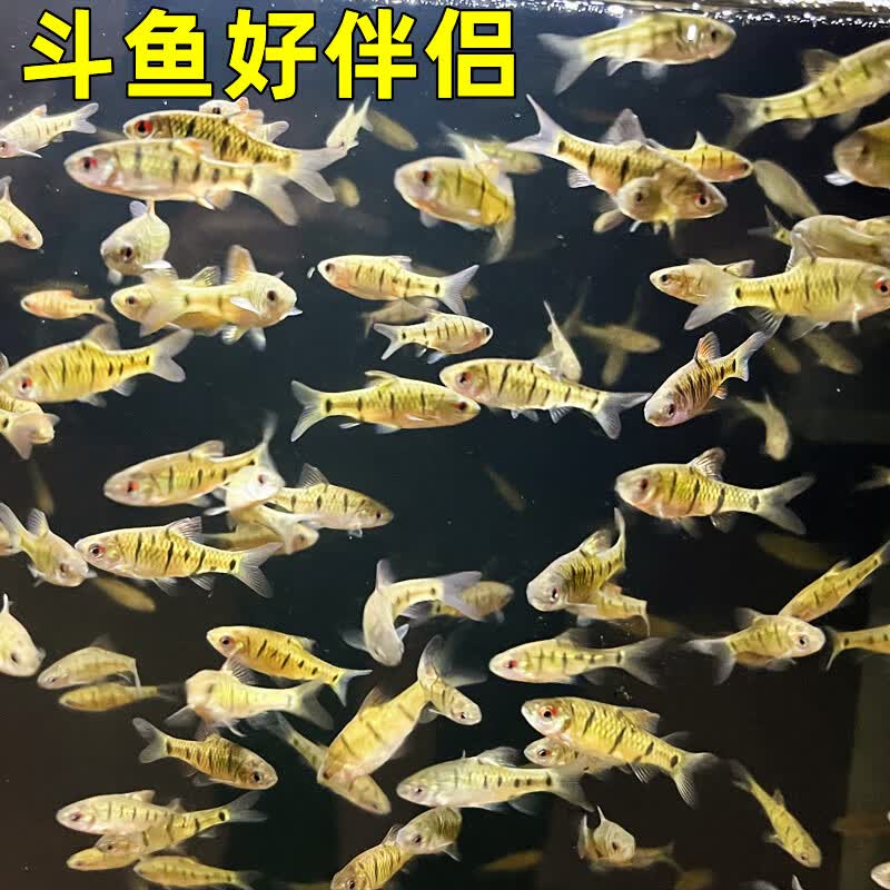 忘己中国斗鱼伴侣条纹小鲃活体吃青苔耐寒冷水原生鱼溪流鱼群游观赏鱼 条纹小鲃6条3-5厘米+饲料属于什么档次？
