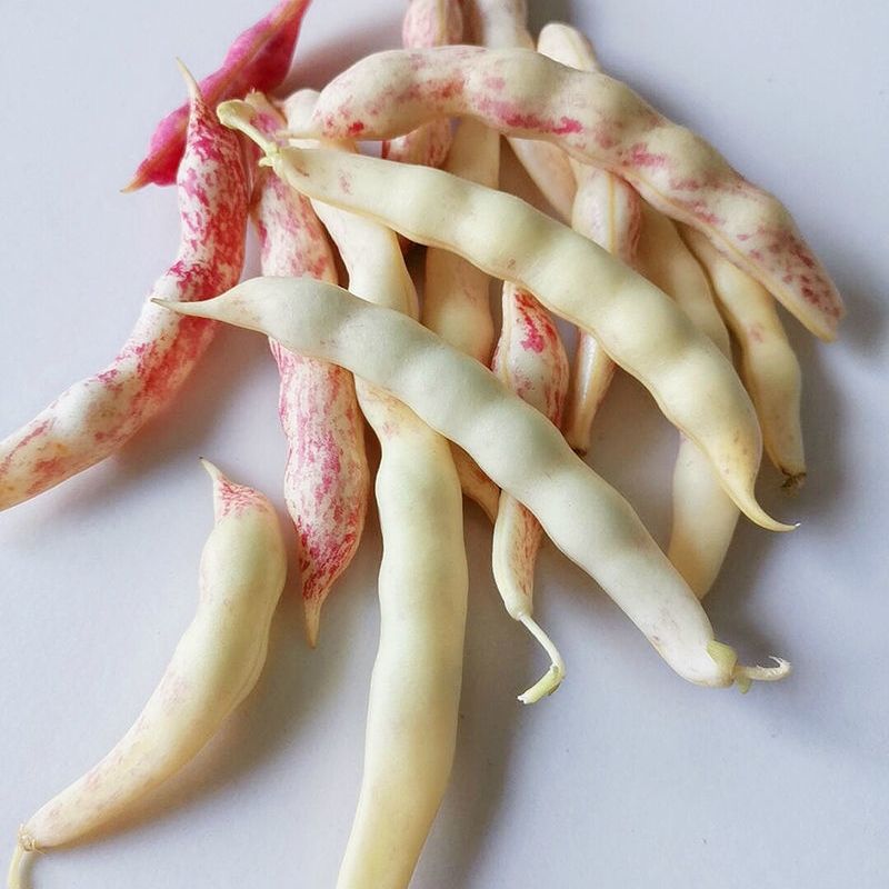 巢浩东北豆角特产勾勾黄豆角黄金钩豆角弯勾黄豆角东北菜豆角炖排骨