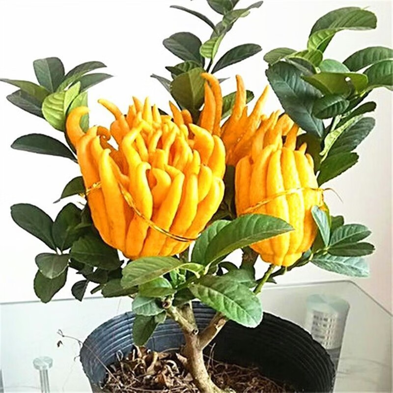 金华佛手柑盆景可食用植物阳台庭院花卉绿植好养 佛手2年苗(后年结果
