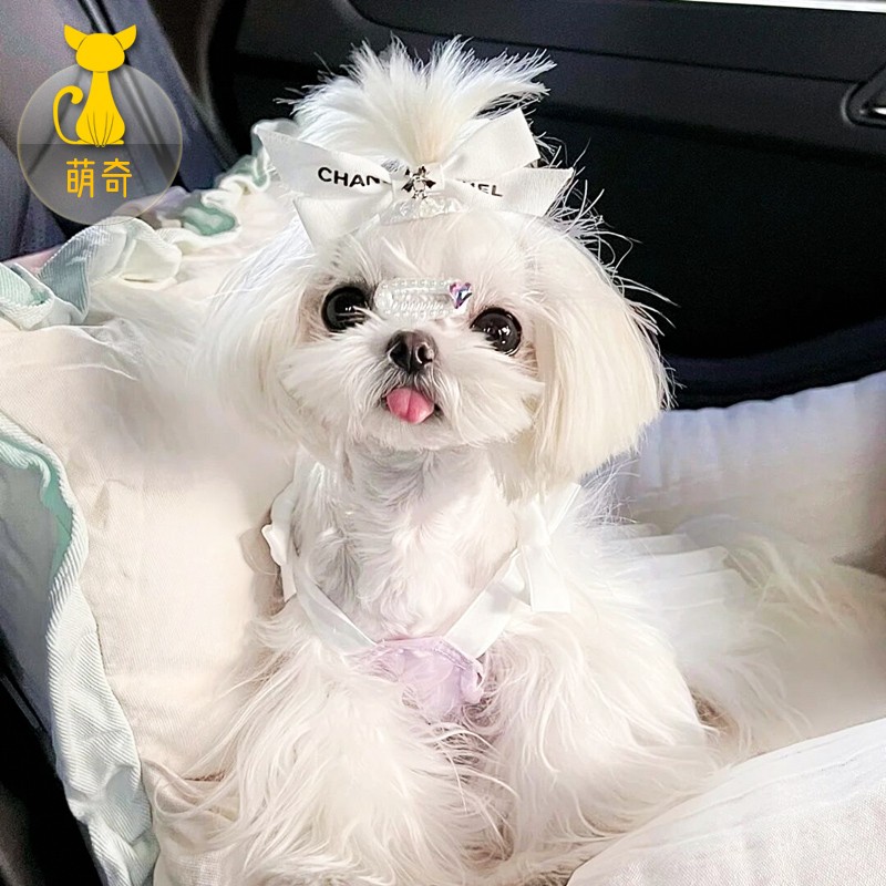 祥记萌奇韩版纯种马尔济斯犬幼犬小型宠物狗活体幼犬超小体白色长毛双血统 宠物级 联系客服选宠怎么样,好用不?