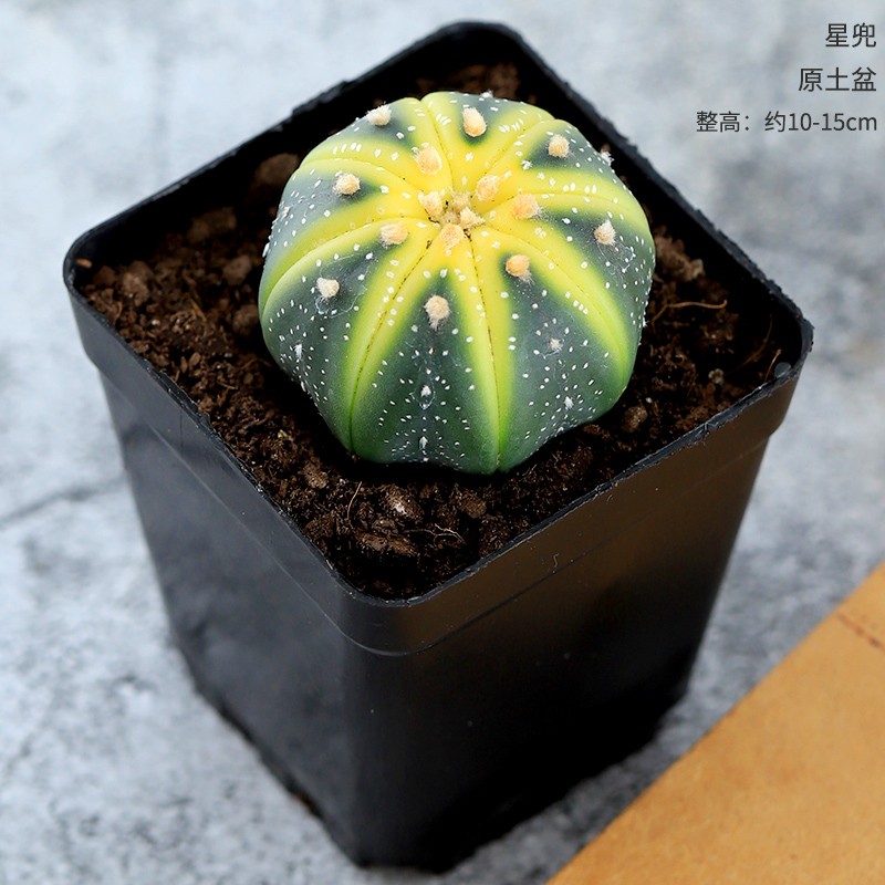 星兜 相关京东优惠商品人气降序 价格图片品牌优惠券 虎窝购