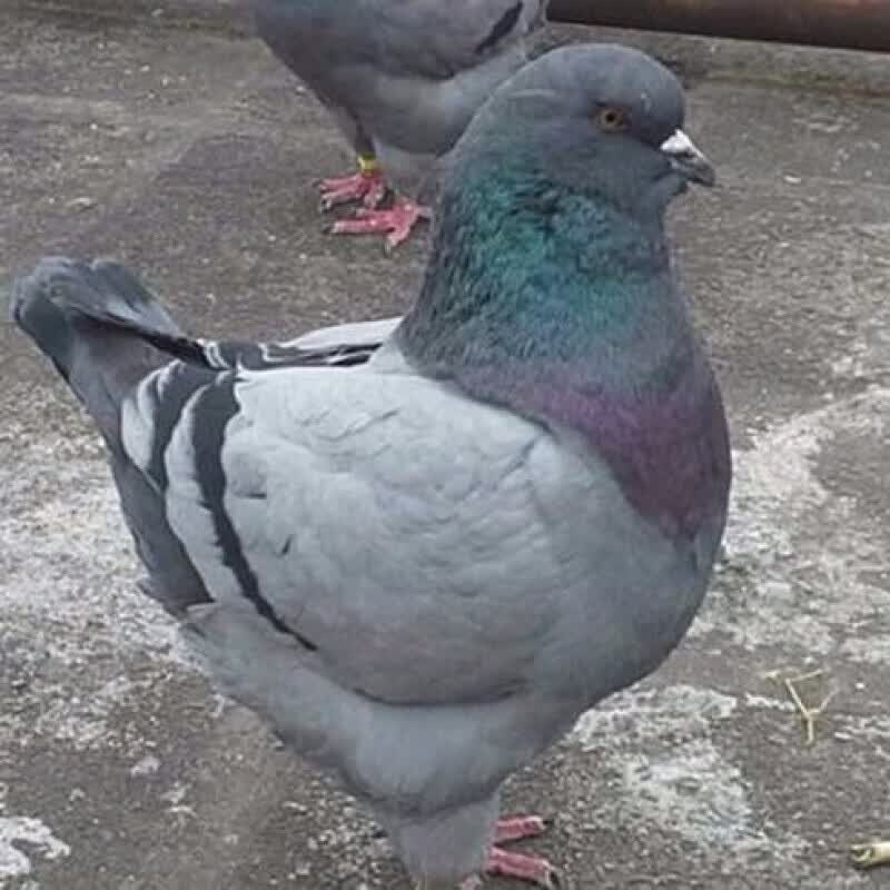 落地王元宝鸽子一对大体肉鸽特大原配种鸽白羽王赛鸽信鸽 瓦灰色元宝