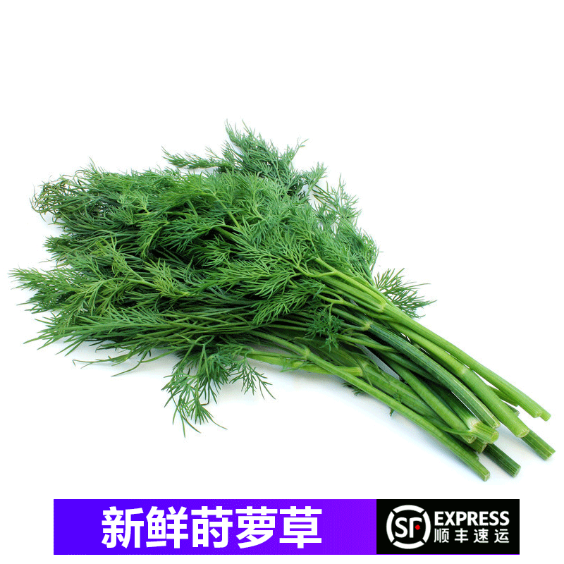 【顺丰】新鲜莳萝 莳萝草 土茴香刁草香料沙拉菜西餐香料摆盘 100g
