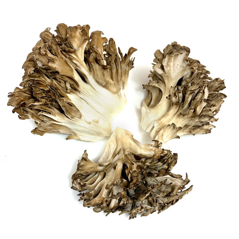 禾澹新鲜灰树花150g*6盒装 舞茸茶食用灰树菇高山栗蘑菌菇菊花菌 6