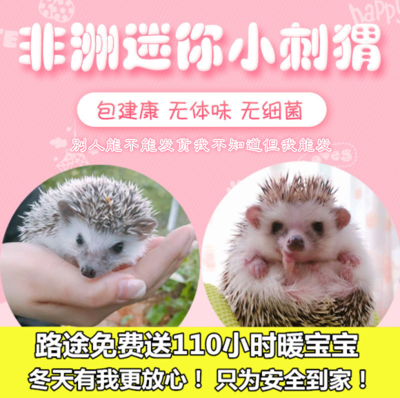 非洲迷你刺猬活物纯种无虫打过疫苗活体刺猬幼崽带笼子 随机颜色刺猬