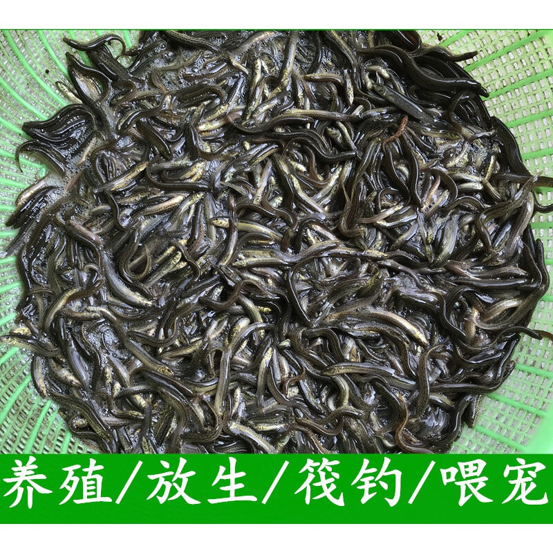 琛艺 小泥鳅苗本地青鳅东北金鳅放生鲜活筏钓养殖淡水乌龟龙鱼饲料 1